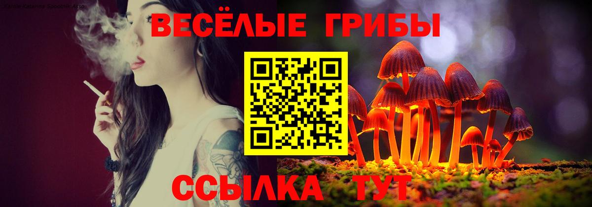 Псилоцибиновые грибы Psilocybe Сосновый Бор